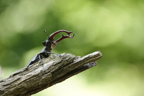 Fascinating stag beetle (Lucanus cervus), insect of the year 2012, June, Saxony, Germany