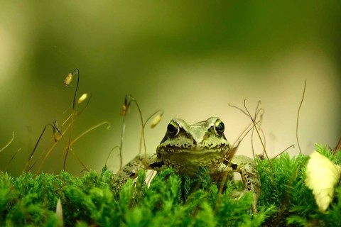Grass frog (Rana temporaria), June, Saxony, Germany