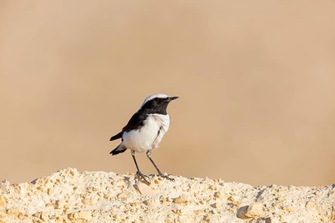 Black-backed Wheatear, Black-backed Wheatear, Basalt Wheatear, (Oenanthe lugens), Animals, Birds,