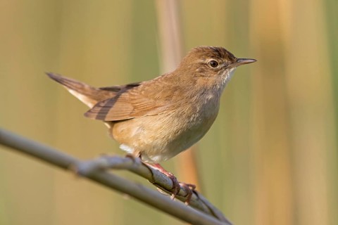 Reed warbler, (Locustella luscinioides), Locustelle luscinioïde, Animals, Birds, Songbirds, Family