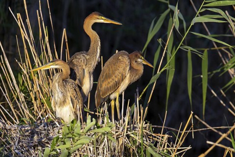 Purple heron, (Ardea purpurea), animals, birds, heron family, three herons at the nest, young