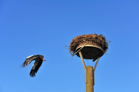 White stork (Ciconia ciconia) leaving its nest against blue sky, Kuhlrade, Mecklenburg-Western
