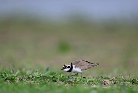 Little Ringed Plover (Charadrius dubius), Lower Rhine, North Rhine-Westphalia, Germany
