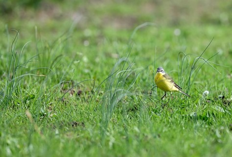 Yellow wagtail (Motacilla flava), in a meadow, Lower Rhine, North Rhine-Westphalia, Germany