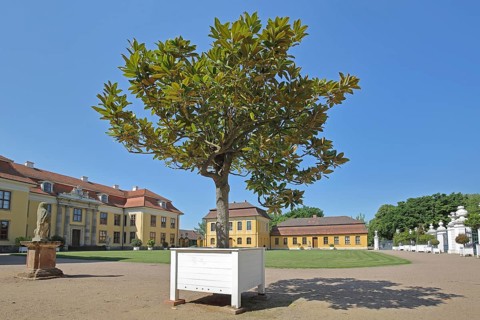 Rococo palace, inner courtyard, Mosigkau, Dessau-Wörlitz Garden Kingdom, Dessau-Roßlau,