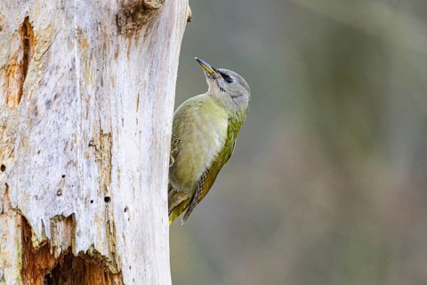 Grey-headed Woodpecker (Picus canus) wbl Germany