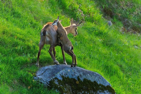 A chamois and her fawn standing on a moss-covered rock in a green meadow under sunshine, chamois,