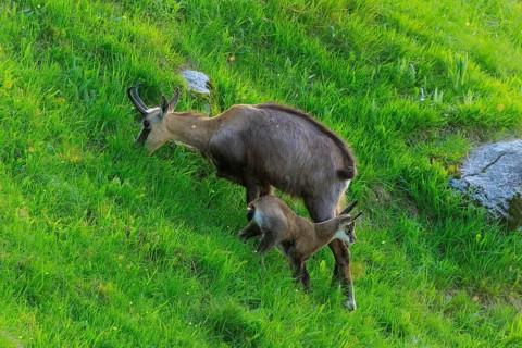 A chamois with its young in a meadow, chamois, chamois, (Rupicapra rupicaprae), wildlife, Vosges,