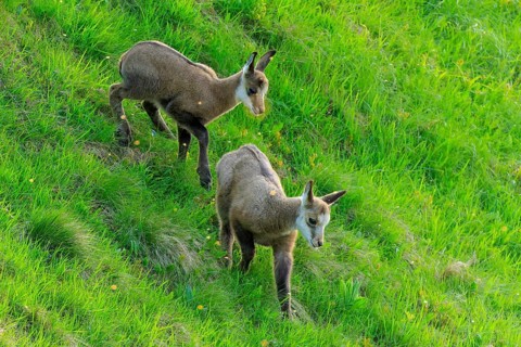 Two fawns standing on a green meadow, chamois, chamois, (Rupicapra rupicaprae), wildlife, Vosges,