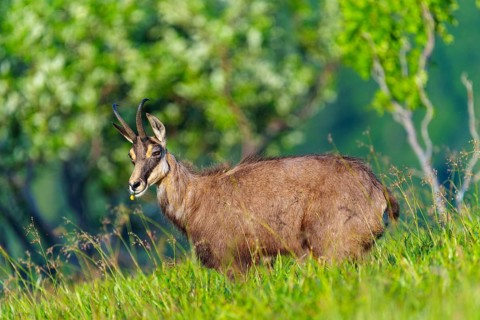 A chamois stands in the green grass in a natural environment, chamois, chamois, (Rupicapra
