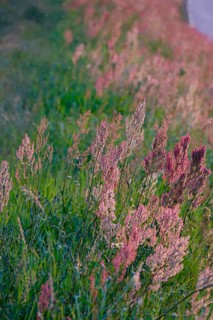 Meadow in spring in the evening light, Germany