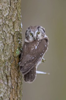 Great horned owl (Aegolius funereus), sitting close to a spruce trunk in winter, biosphere reserve,