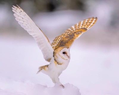 Barn owl (Tyto alba), landing on a small mound of snow in a winter landscape, biosphere reserve,