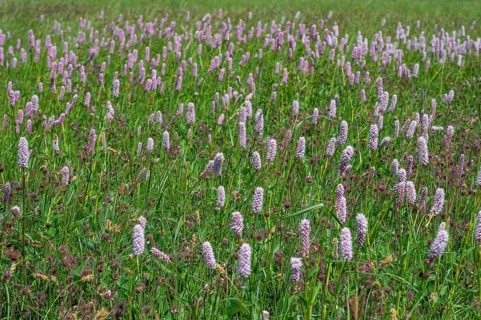 Snake knotweed (Bistorta officinalis) on a spring meadow, Bavaria, Germany