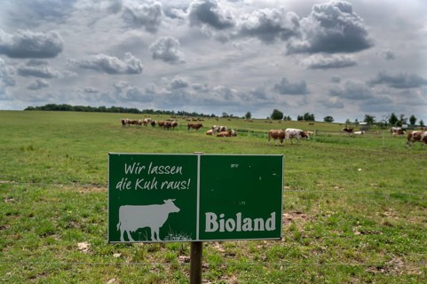 Free-range dairy cows on an organic farm, Bavaria, Germany