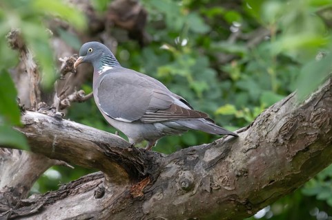 Wood pigeon on a branch in a cherry tree (Columba palumbus), Bavaria, Germany