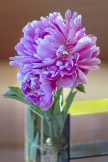 Peony blossoms (Paeonia), Bavaria, Germany