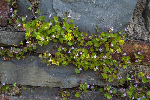 Cymbalaria muralis on a wall, North Rhine-Westphalia, Germany