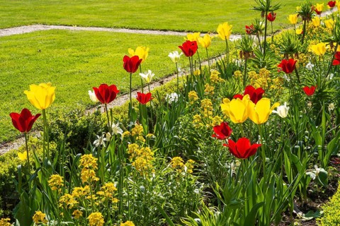Flower bed with red and yellow tulips, castle park, Schloss Neuhaus, Paderborn, Westphalia, North