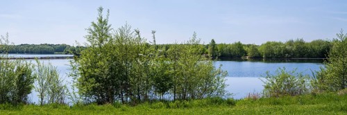 Shrubs on the shore of the Lippesee, reservoir, Sande, Paderborn, Westphalia, North