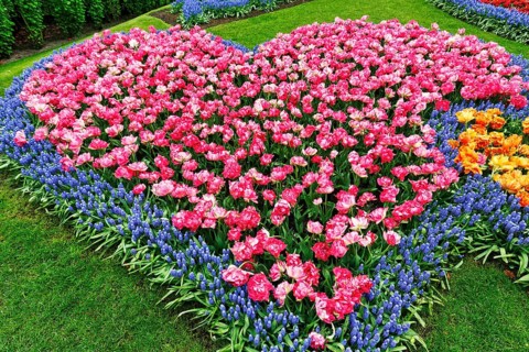 Heart, bed with tulips (Tulipa) and grape hyacinths (Muscari), view from above, Keukenhof Gardens,