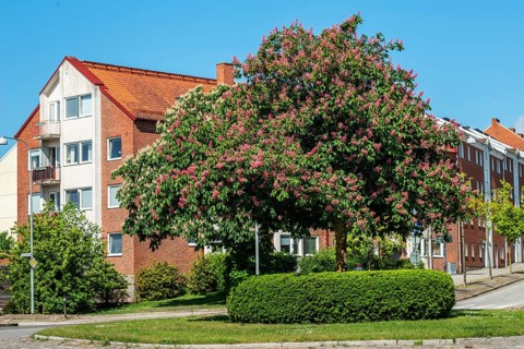 Flowering chestnut trees by street and apartment buildings in Ystad, Skåne County, Sweden,