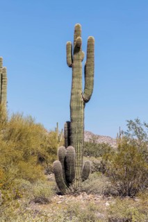 Saguaro (Carnegiea gigantea) cacti at the White Tank Mountain Regional Park in Phoenix, Arizona,