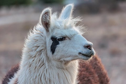 Domesticated alpaca livestock helps to protect goats from predators on a ranch in Sonora, Texas,