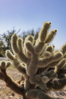 Closeup of a teddy bear cholla (Cylindropuntia bigelovii) cactus at the White Tank Mountain