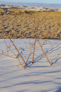 Gypsum dunefields at White Sands National Monument located within the Chihuahuan Desert and the