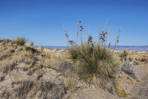 Gypsum dunefields at White Sands National Monument located within the Chihuahuan Desert and the