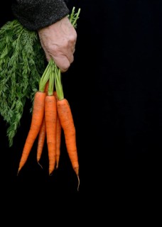 Hand holding bunch of carrots, Daucus carota