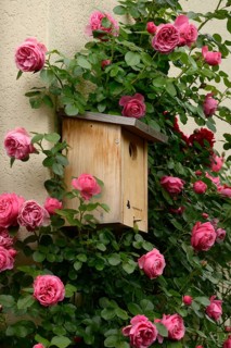 Flowering climbing roses with nesting box, rose 'Leonardo da Vinci'