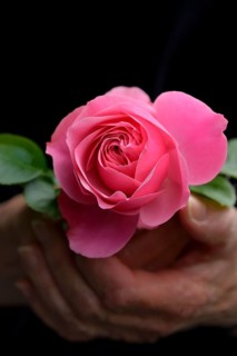 Hand holding pink rose blossom, rose 'Leonardo da Vinci'