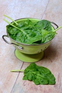 Spinach in sieve bowl, Spinacia oleracea