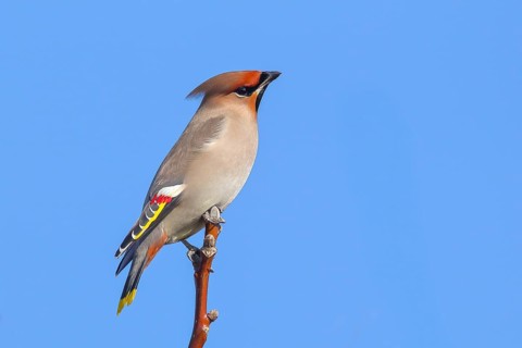 Waxwing (Bombycilla garrulus) sitting on a branch, wildlife, nature photography, migratory bird,