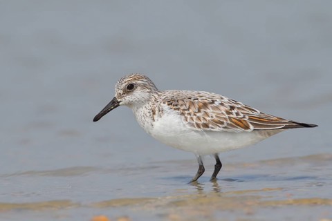 Sanderling (Calidris alba), standing in shallow water, wildlife, nature photography, wading bird,