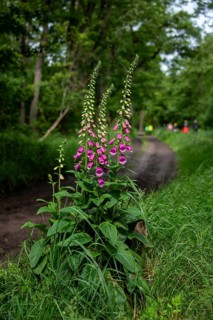 Flowering foxglove in the Darß Forest near Prerow, Mecklenburg-Western Pomerania, Germany