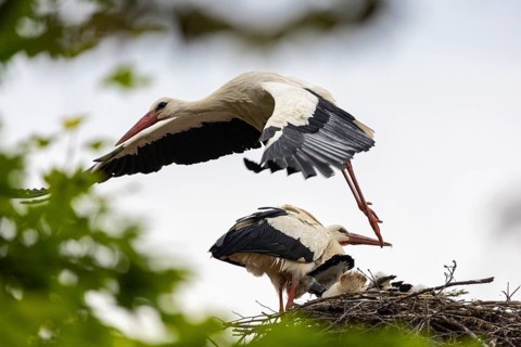 White stork (Ciconia ciconia) flies from the nest, pair with young birds in the nest, birds,