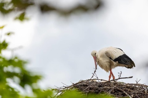 White stork (Ciconia ciconia) tending the eyrie, birds, Affenberg Salem, Linzgau,