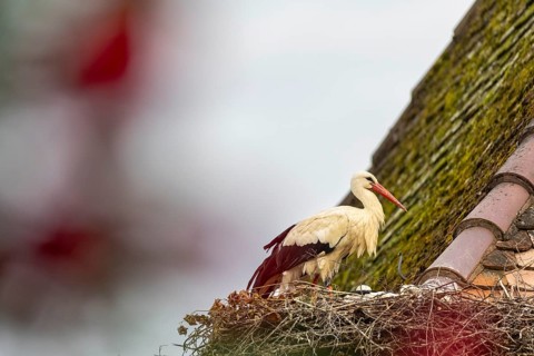White stork (Ciconia ciconia) on the nest, birds, Affenberg Salem, Linzgau, Baden-Württemberg,