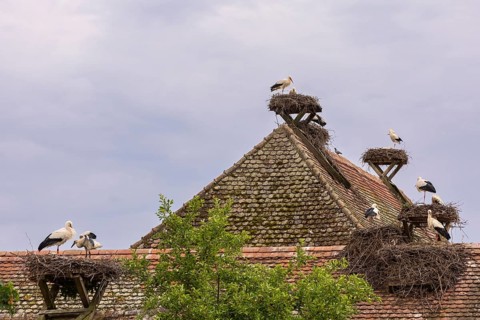 White stork (Ciconia ciconia), many stork nests on the roof of a house, birds, Affenberg Salem,