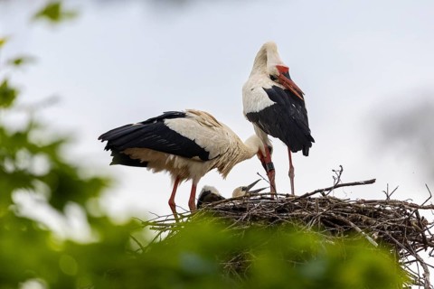 White stork (Ciconia ciconia) chattering, pair sitting in nest, birds, Affenberg Salem, Linzgau,