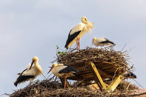 Group of white storks (Ciconia ciconia) on their nests, birds, Affenberg Salem, Linzgau,