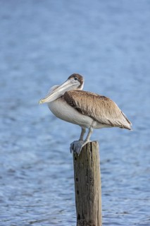 Juvenile brown pelican (Pelecanus occidentalis) perched on a wood piling in Alabama, USA