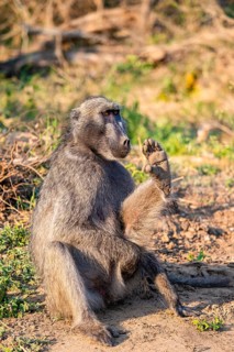Bear baboon (Papio ursinus), adult, sitting in dry grass, Kruger National Park, South Africa