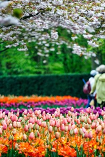 Different coloured tulips (Tulipa), colourful tulip bed, flowering fruit tree, Keukenhof gardens,