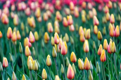 Tulipa polychroma (Tulipa), colourful tulip bed, Keukenhof gardens, Lisse, Bollenstreek, South