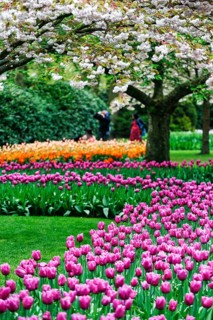 Different coloured tulips (Tulipa), colourful tulip beds, flowering fruit tree, Keukenhof gardens,