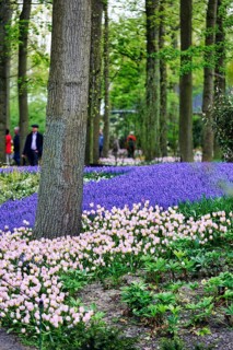 Pink tulips (Tulipa) and grape hyacinths (Muscari) in a flower bed, Keukenhof gardens, Lisse,